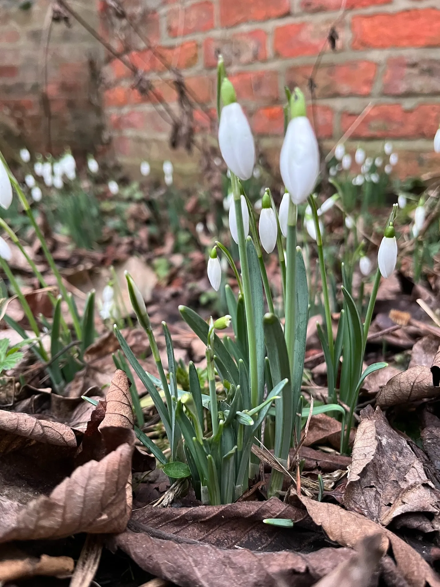 Snowdrops flowering among fallen leaves in front of an old red brick wall